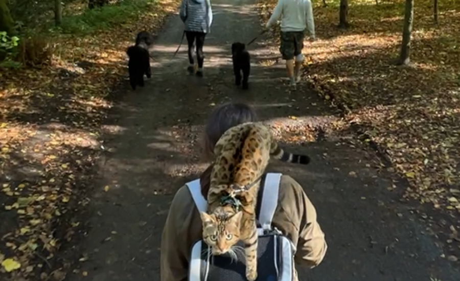 Encountering dogs while walking your cat