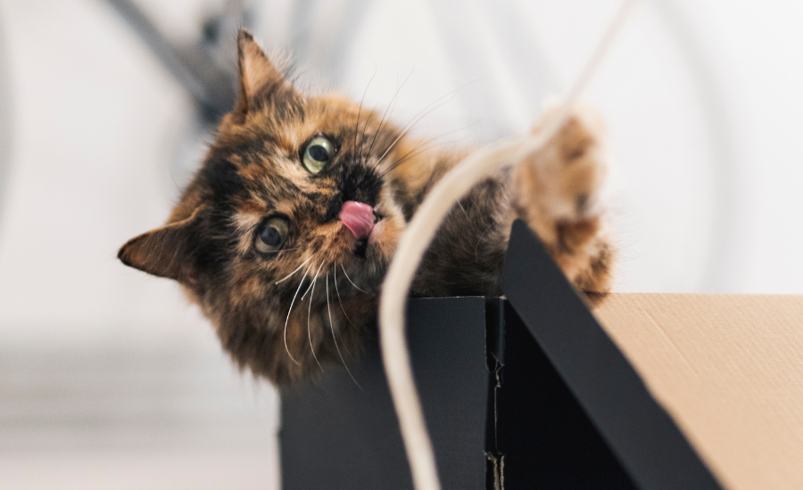 How to keep cats entertained at home