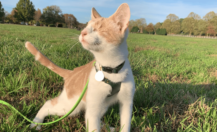 Blind Adventure Cat