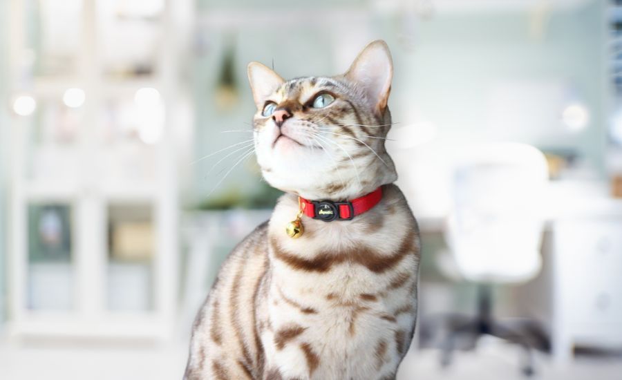 Are cat collars safe?