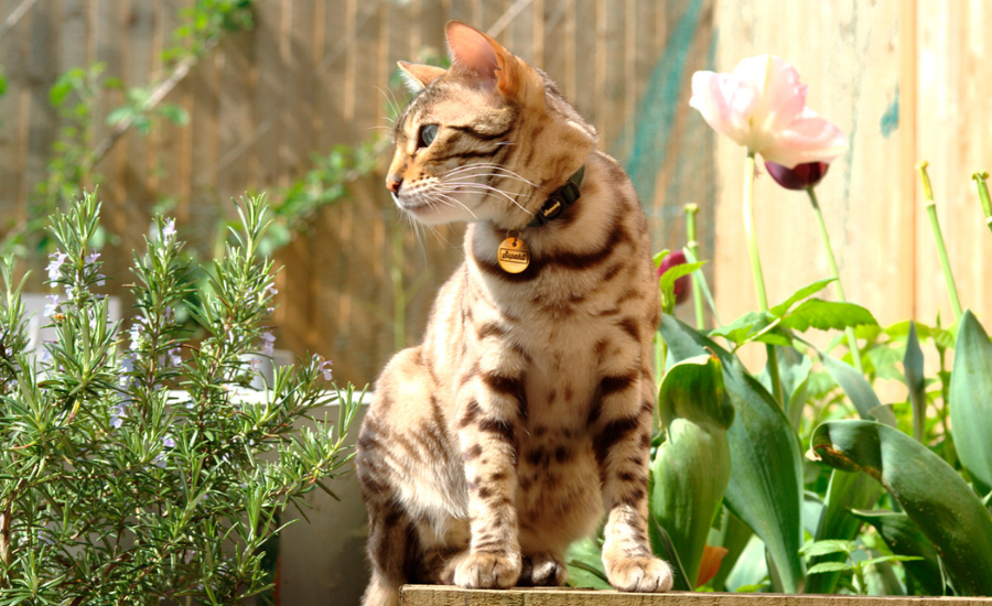 Cat Collars with Buckles – Are They Dangerous?