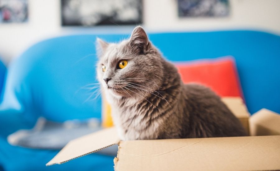 Moving House With A Cat