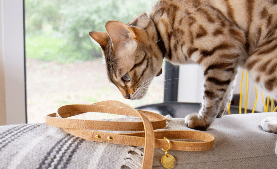 Best retractable cat leash discount