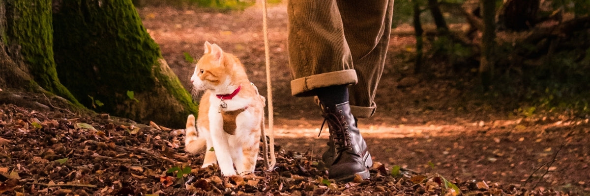 Walking cat guide