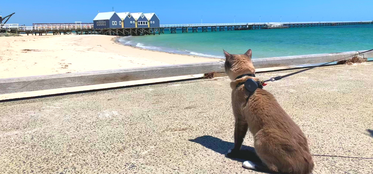 How to Travel with a Cat