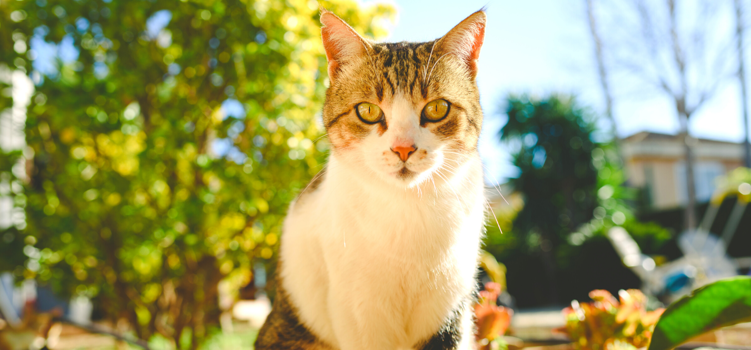 How To Care For An Old Cat