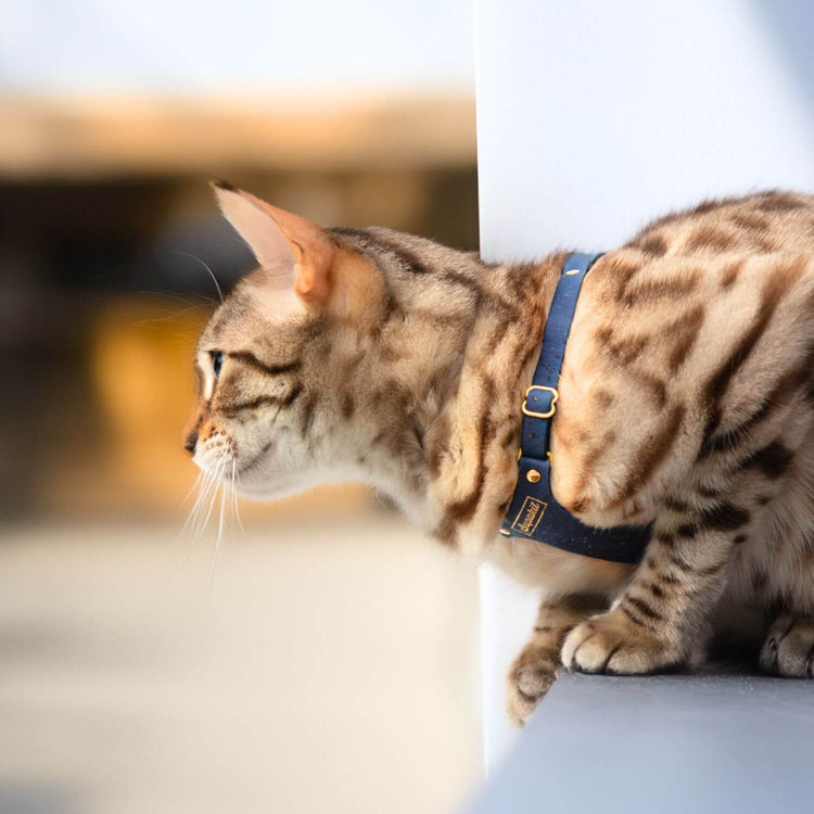 Adventure Cat Harness - Supakit - Blueberry Cork #style_blueberry-vegan-cork