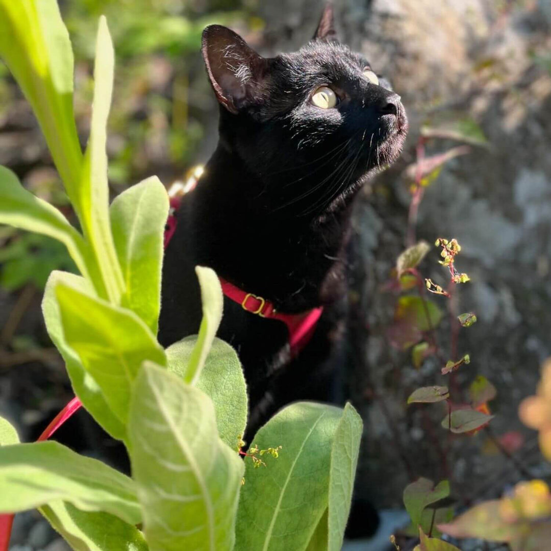 Adventure Cat Harness - Supakit - Strawberry Pink #style_strawberry-vegan-cork
