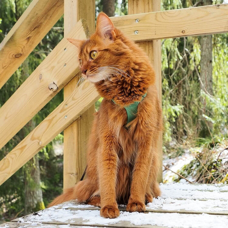 Adventure Cat Harness and Lead - Supakit - Mint Green #style_mint-green-leather