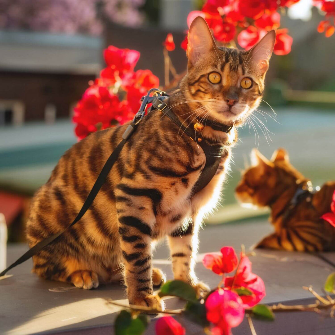 Bengal Cat Harness and Lead - Supakit - Black #style_black-leather