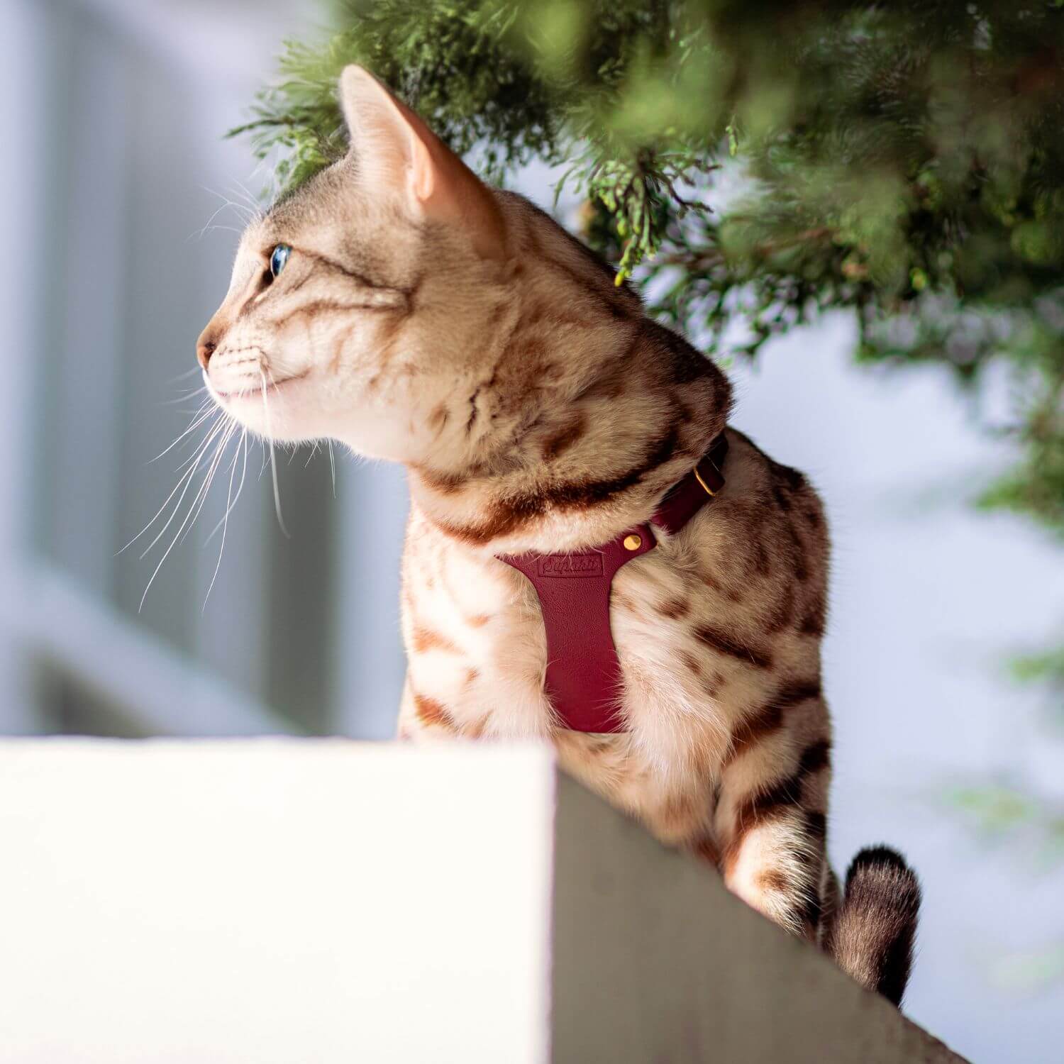 Bengal Cat Harness and Lead - Supakit - Burgundy #style_burgundy-leather