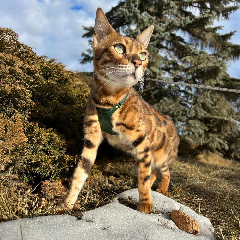 Bengal Cat Harness and Lead - Supakit - Emerald Green #style_emerald-green-leather