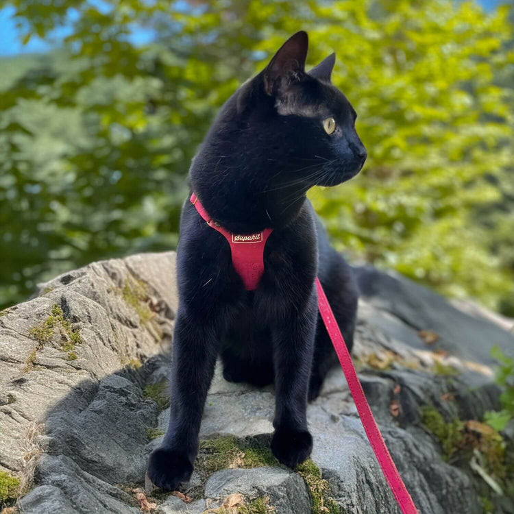 Black Cat Harness and Lead - Supakit - Strawberry Pink #style_strawberry-vegan-cork