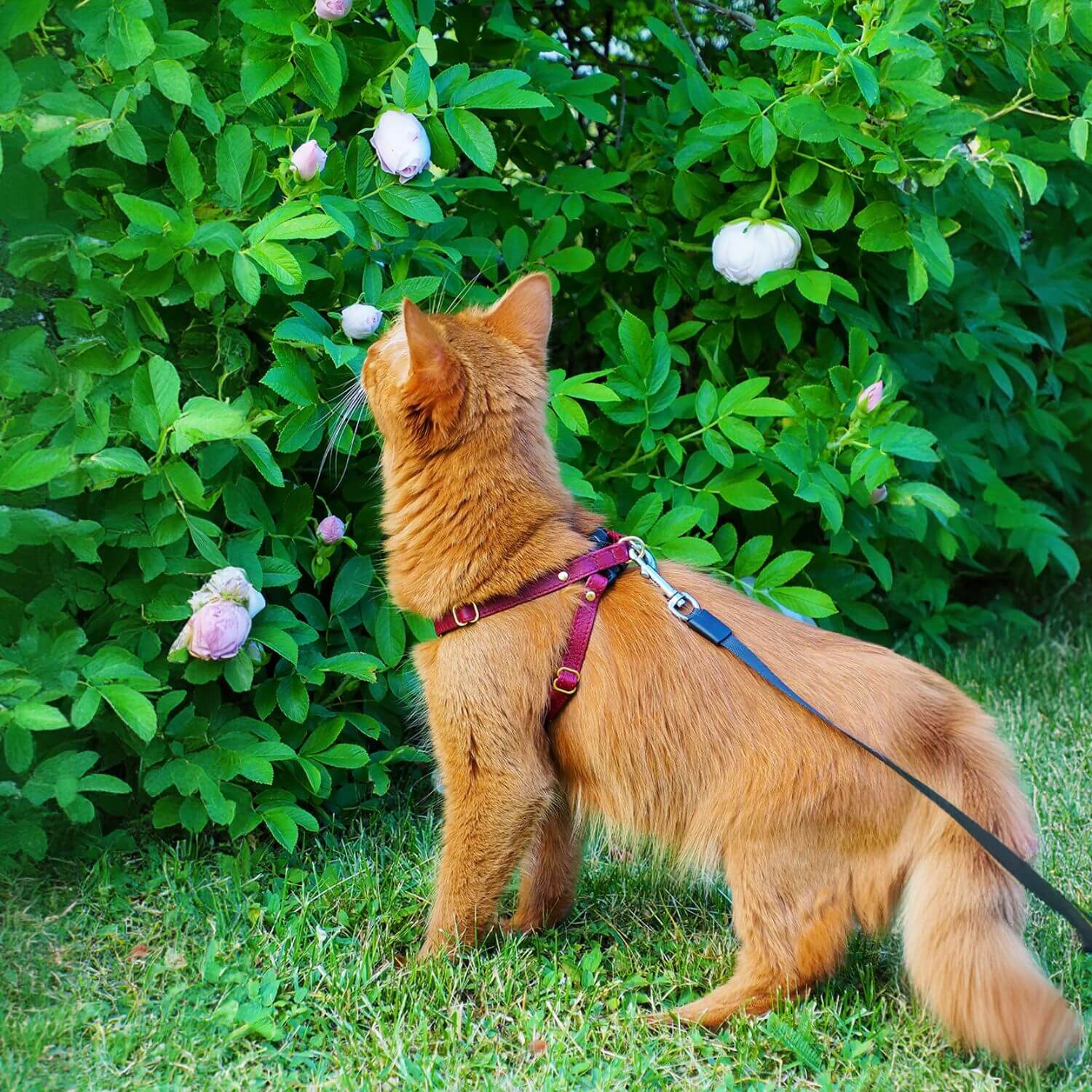 Cat Harness and Lead - Supakit - Burgundy #style_burgundy-leather
