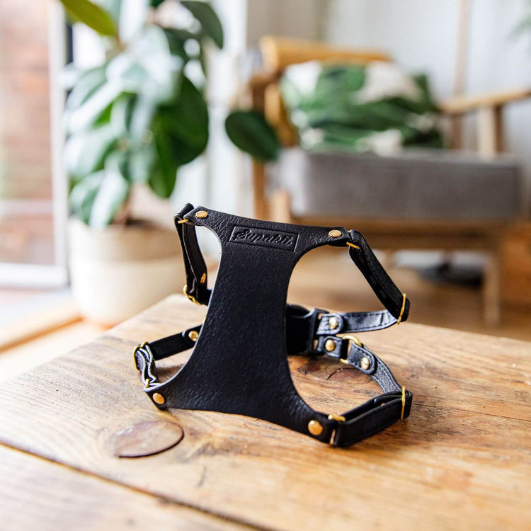 Cat Harness and Leash - Supakit - Black #style_black-leather