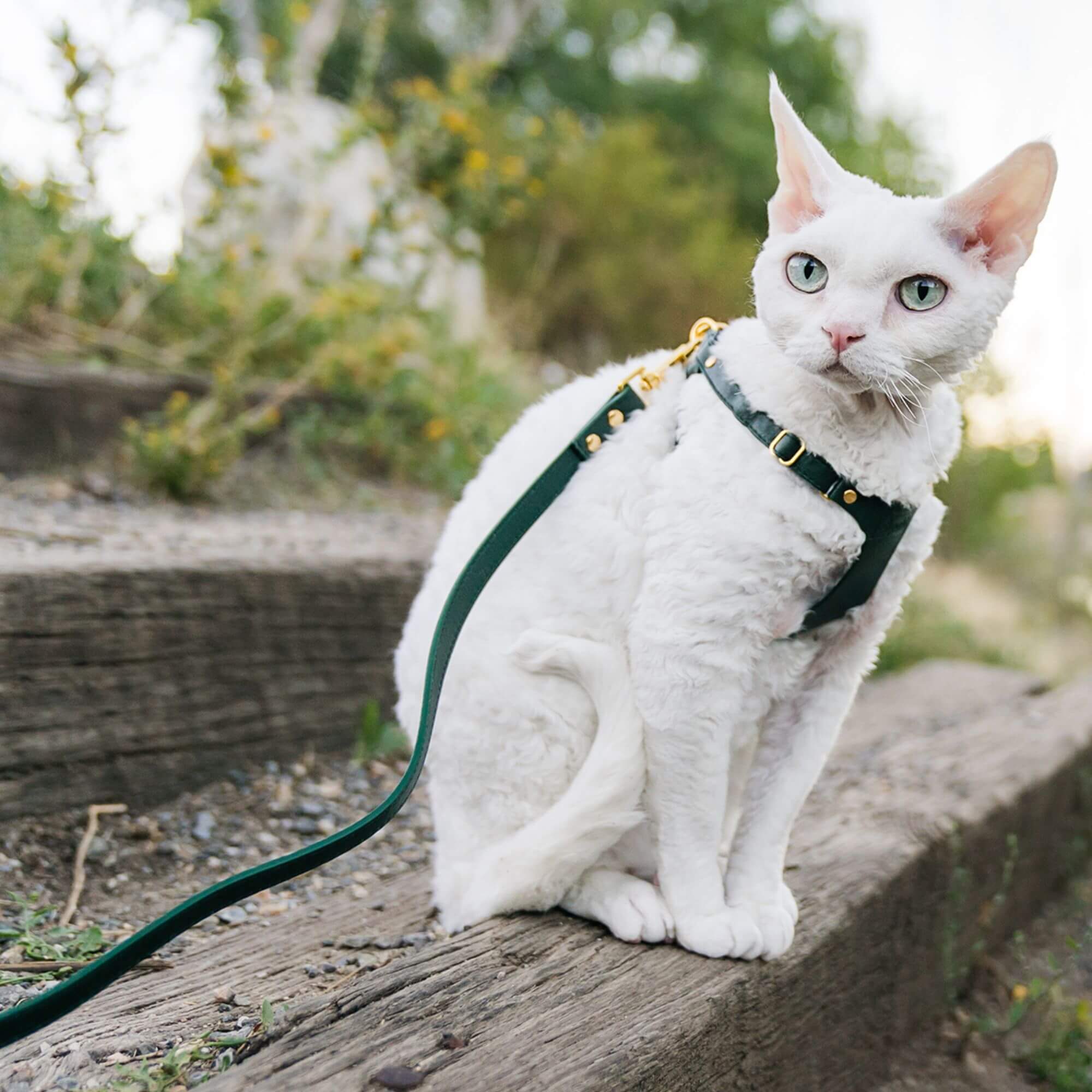 Cat Lead - Supakit #style_emerald-green-leather