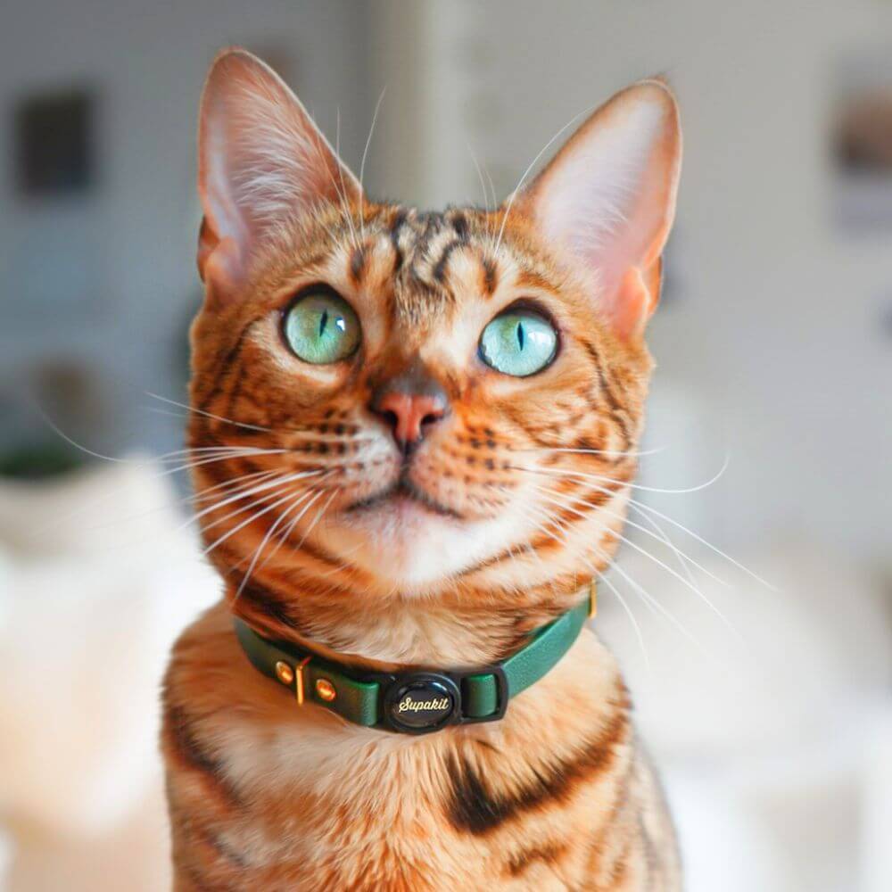 Hypoallergenic cat collar best sale