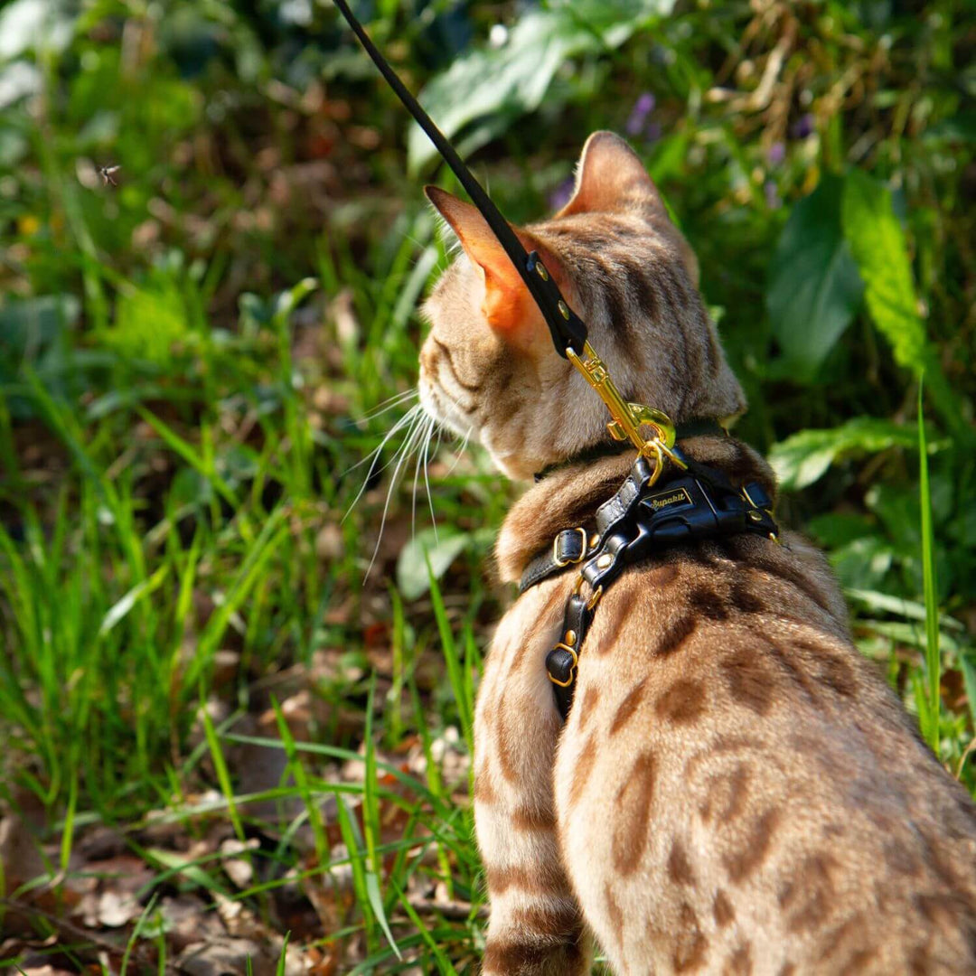 Kitten Harness and Lead - Supakit - Black #style_black-leather