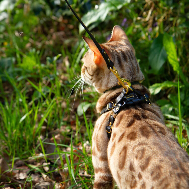 Kitten Harness and Lead - Supakit - Black #style_black-leather