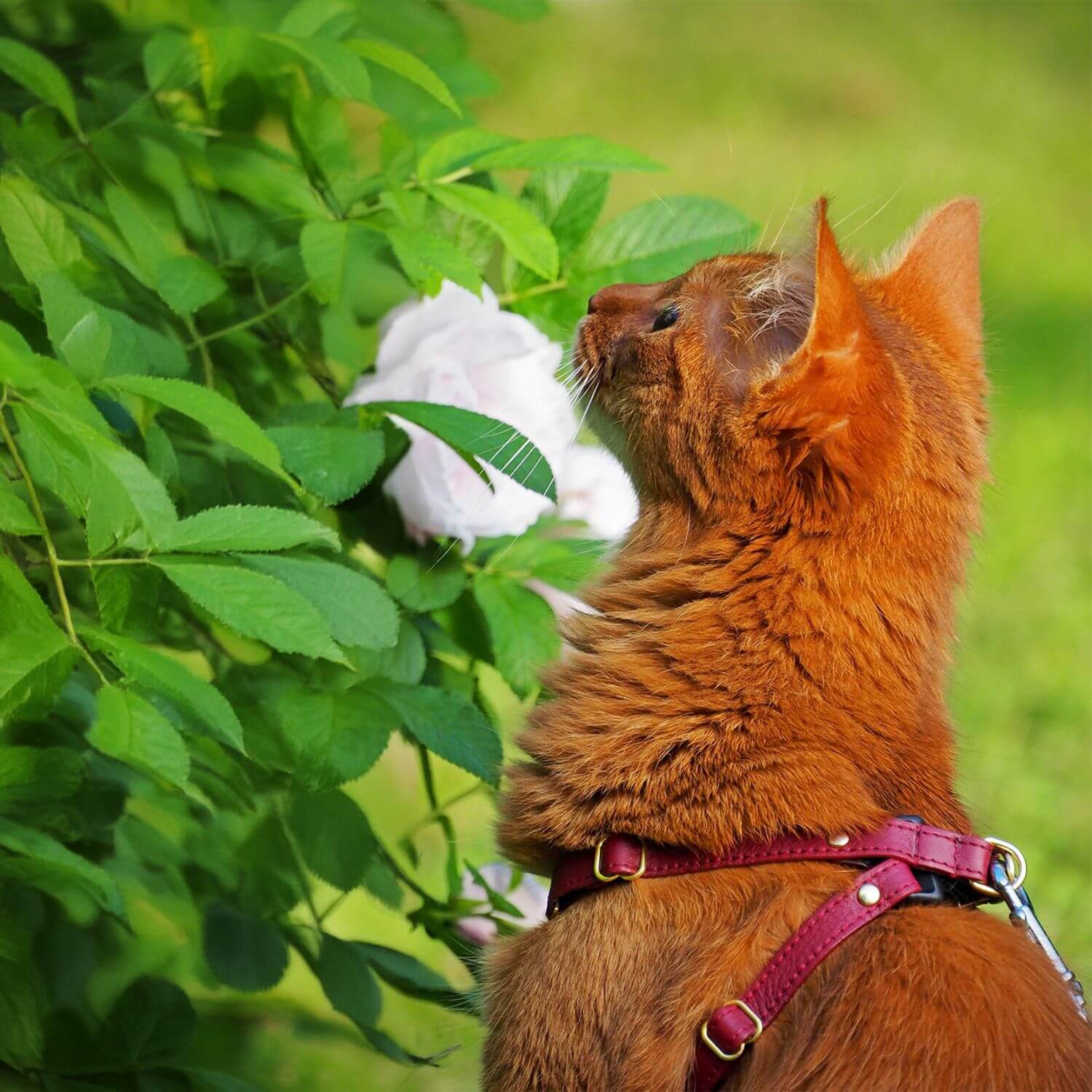 Kitten Harness and Lead - Supakit - Burgundy #style_burgundy-leather