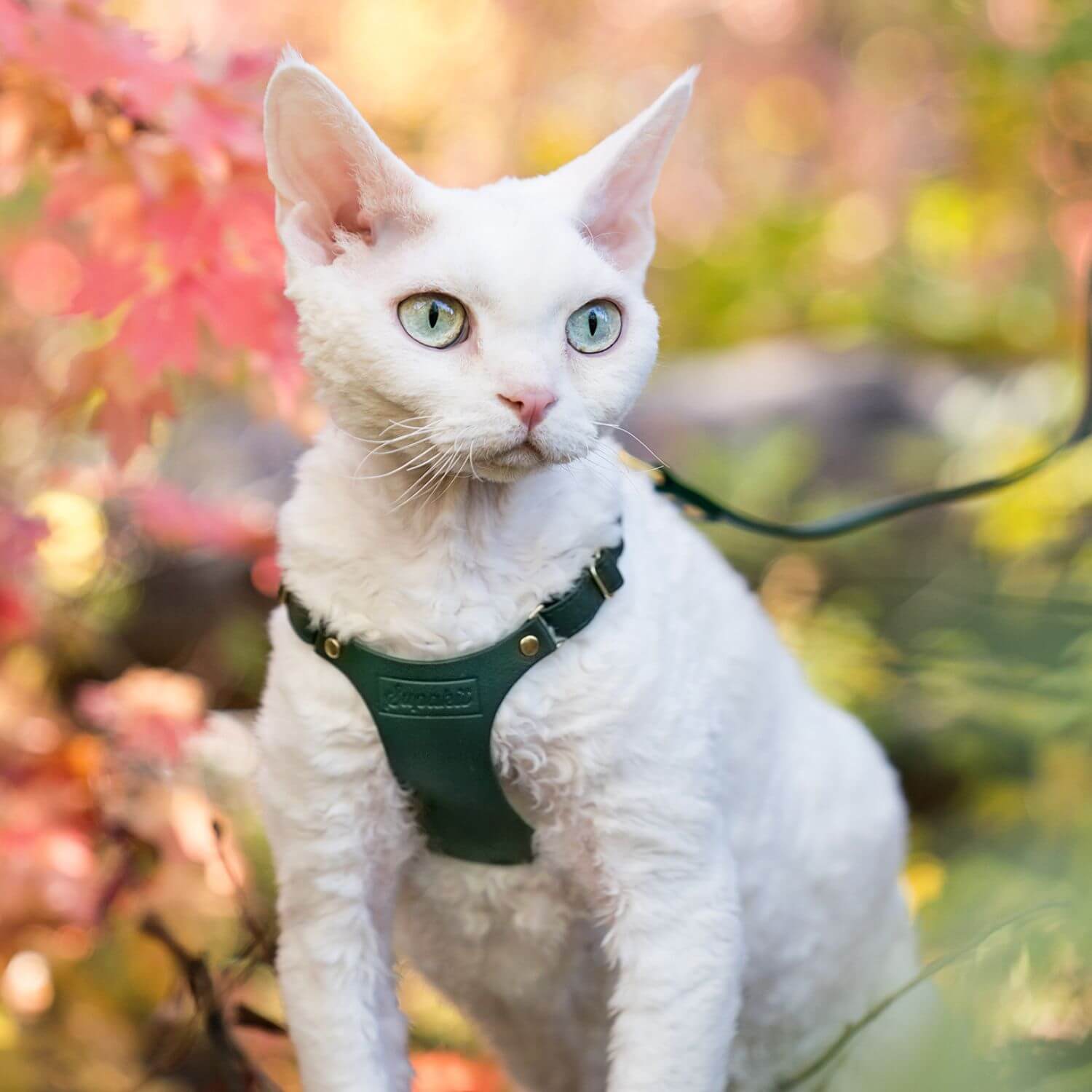 Kitten Harness and Lead - Supakit - Emerald Green #style_emerald-green-leather