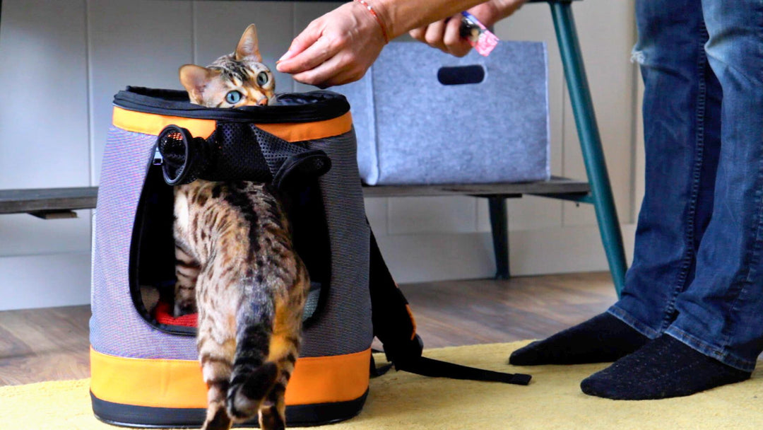 Module 2: Recall & Carrier Training