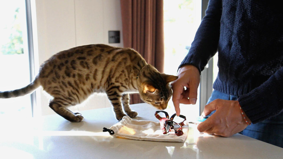 Module 3: Introducing The Harness