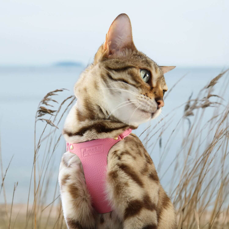 Pink Cat Harness and Leash on a Bengal Cat - Supakit - Rose Pink #style_rose-pink-leather