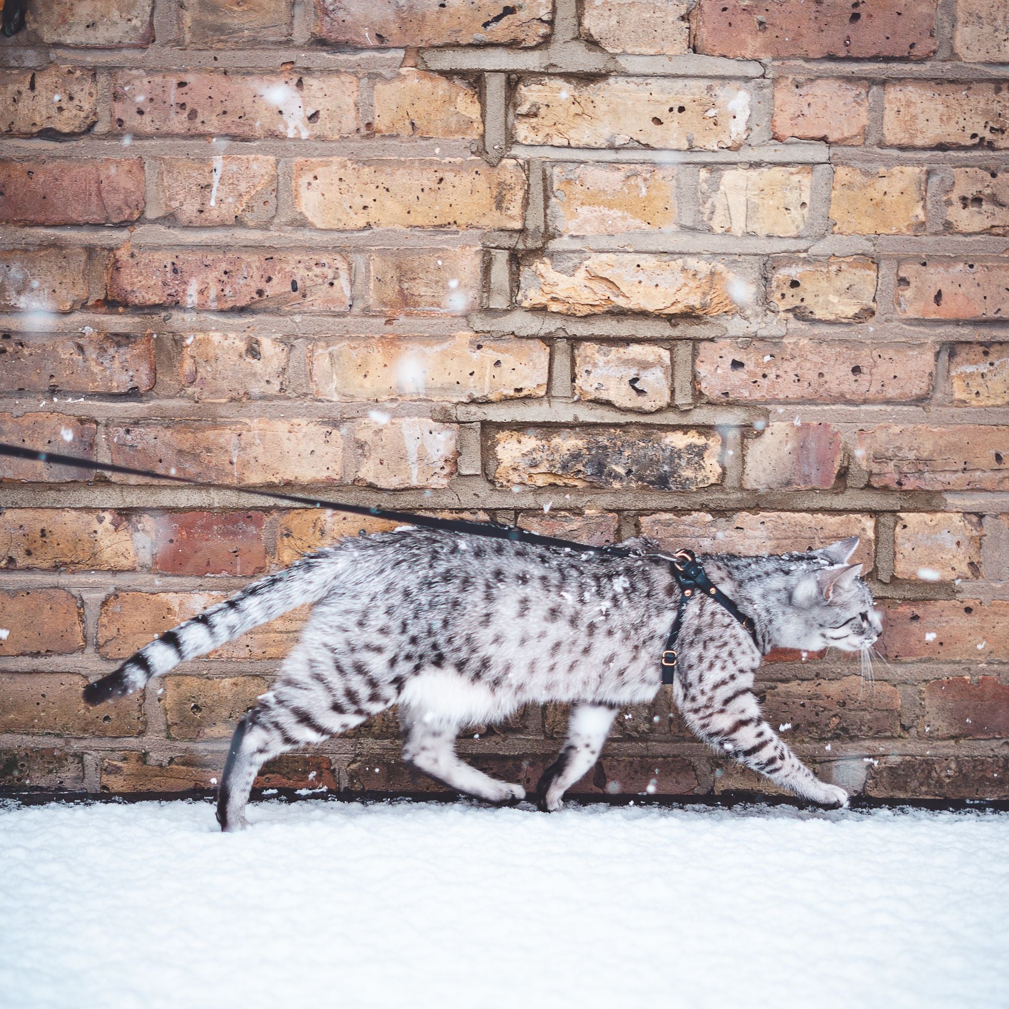 Retractable Cat Leash for Cat Walking - Supakit