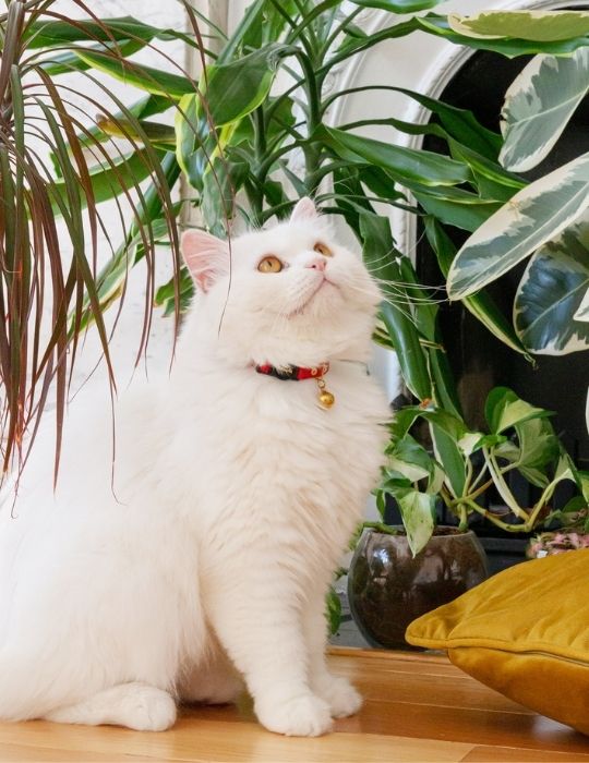 Long haired white cat in red cat collar