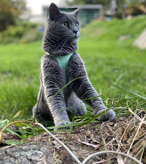 Supakit Cat Harness Review