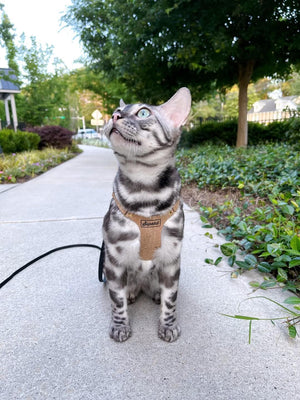 Supakit Cat Harness Review