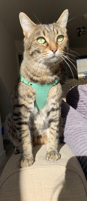 Supakit Cat Harness Review