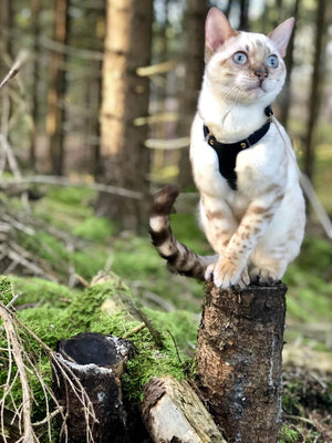 Supakit Cat Harness Review