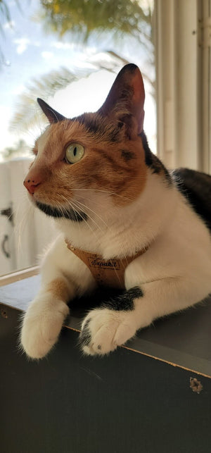 Supakit Cat Harness Review