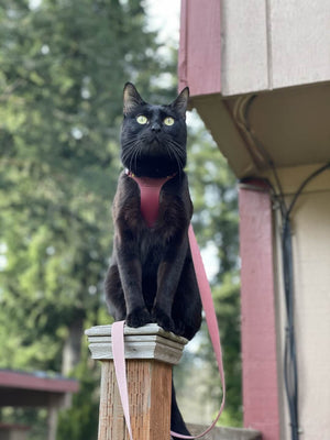 Supakit Cat Harness Review
