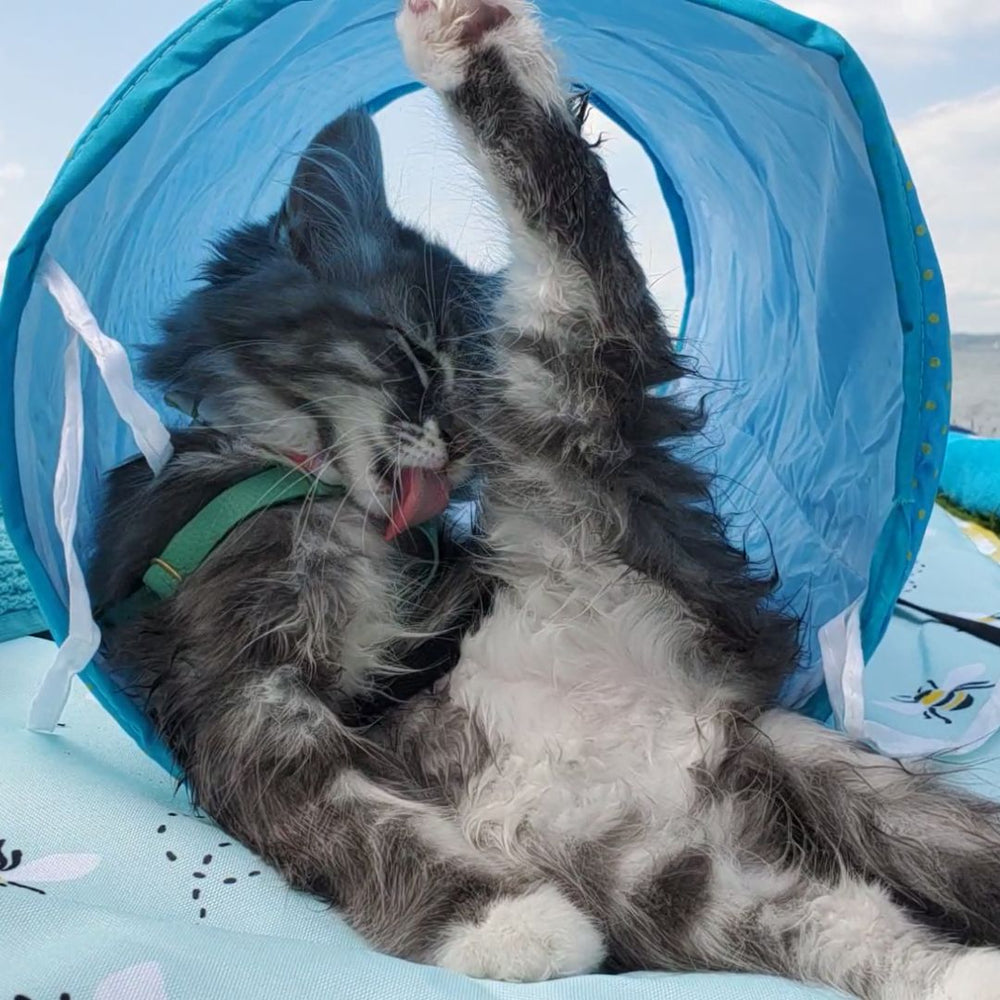 Supakit Escape Proof Cat Harness