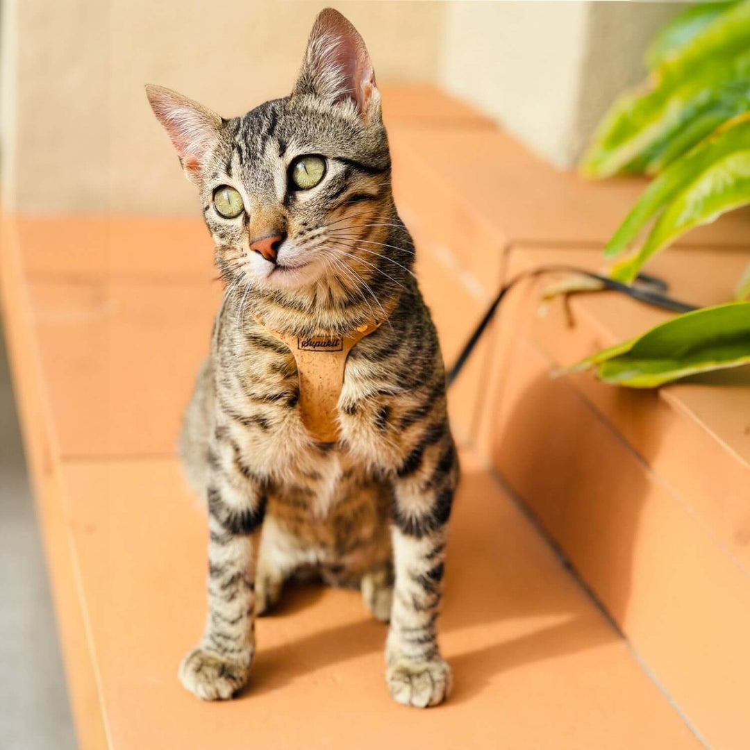 Tabby Cat Harness and Lead - Supakit - Natural Cork #style_natural-vegan-cork