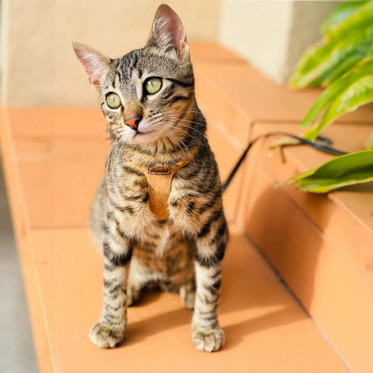 Tabby Cat Harness and Lead - Supakit - Natural Cork #style_natural-vegan-cork