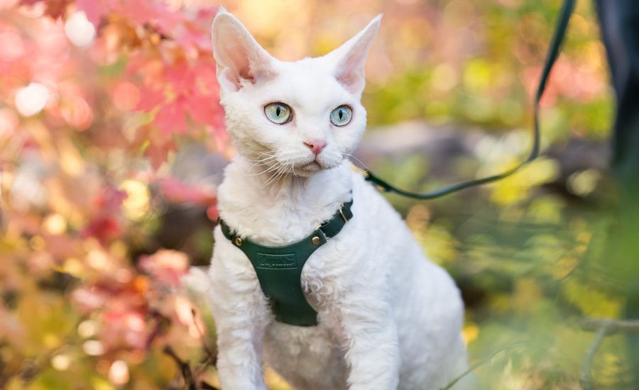 Is My Cat's Harness Escape Proof?