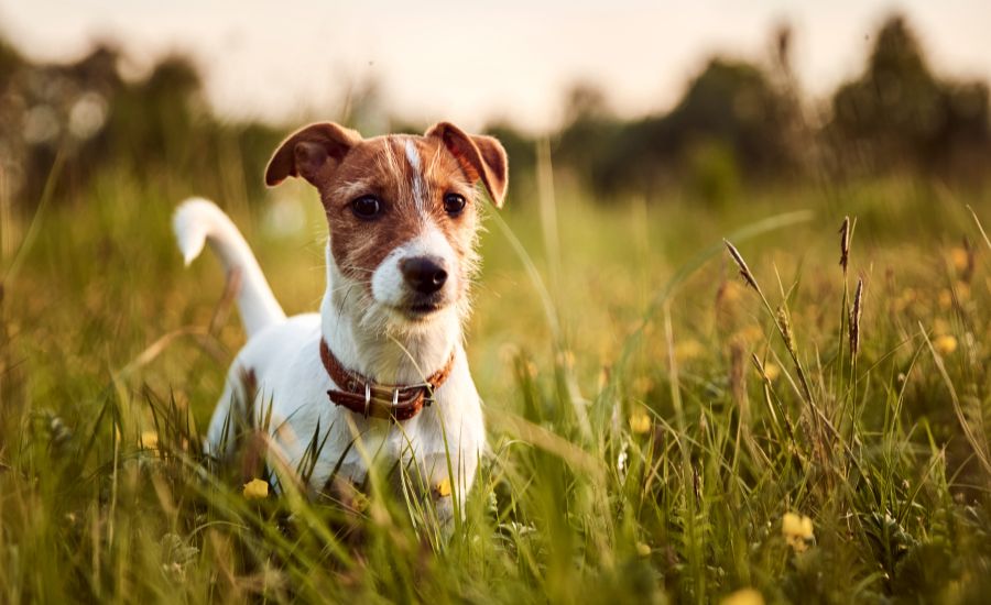 dog