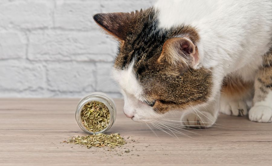 Is Catnip Bad For Cats?