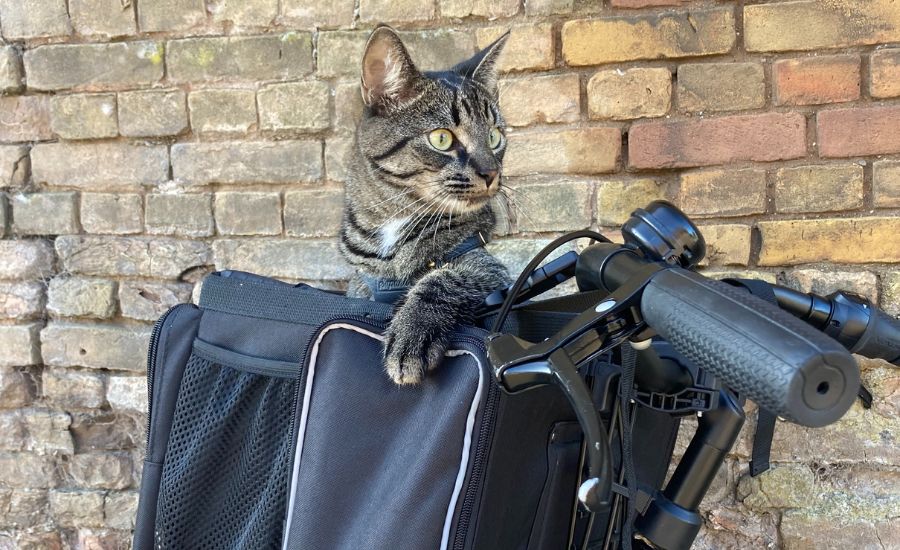 Biking with Cats - How to Take Your Cat on a Bike Ride