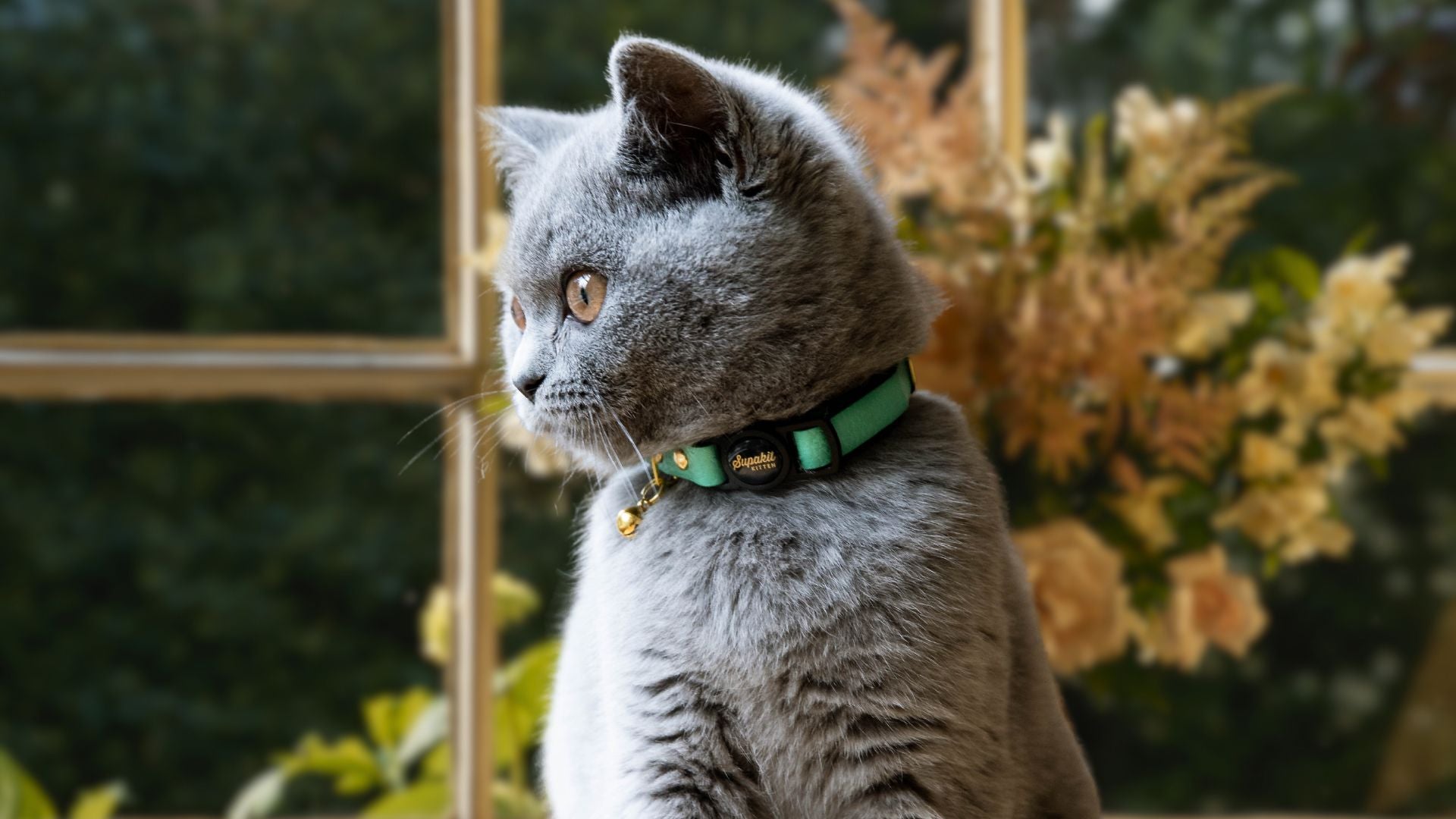 Cat keeps losing collar (solved)