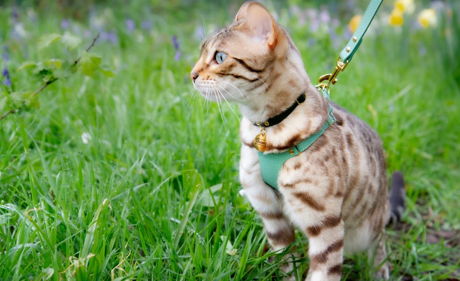 How to harness train your cat