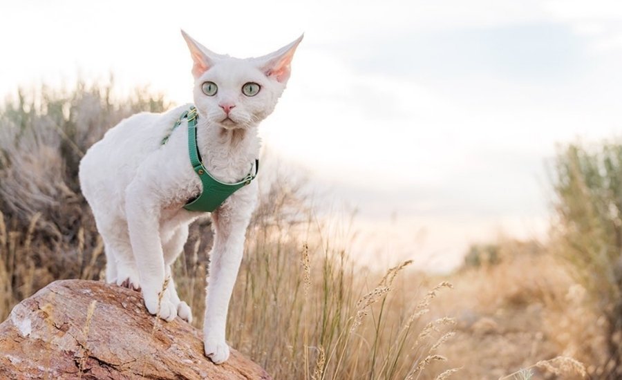 Best Escape-Proof Cat Harnesses in 2023 for Safe Adventures – Supakit
