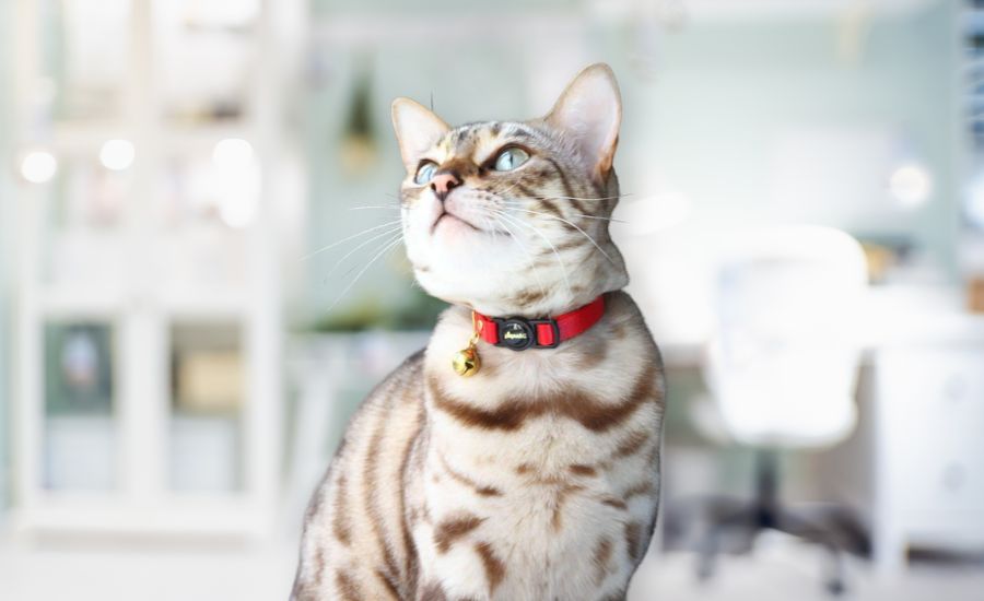 Are Cat Collars Safe? The Ultimate Guide Supakit