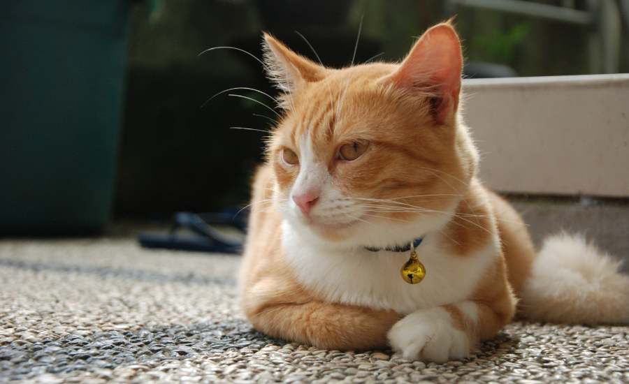 Bells on cat collars