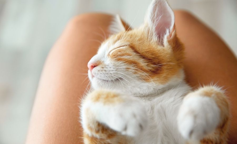 Best cat names