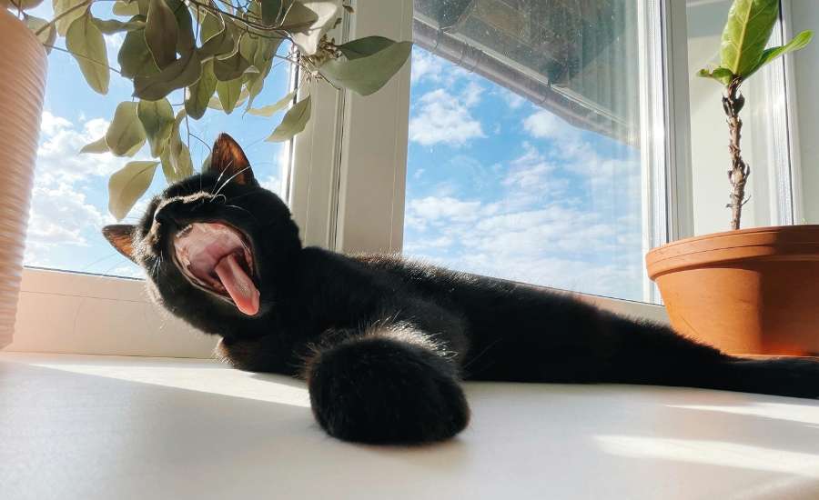 Black cat in hot weather